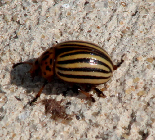 Kartoffelkäfer — Bild 3