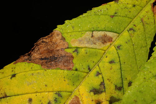 Kastanienminiermotte — Bild 5