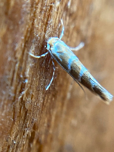 Kastanienminiermotte - Bild 8