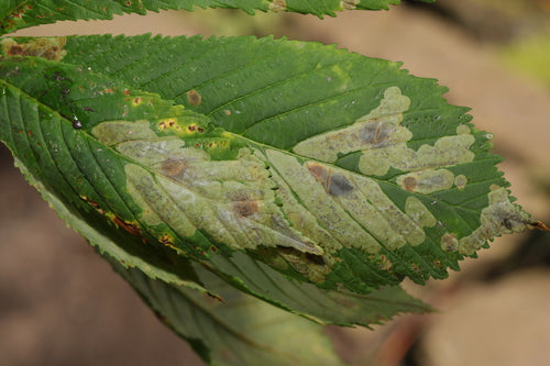 Kastanienminiermotte - Bild 4