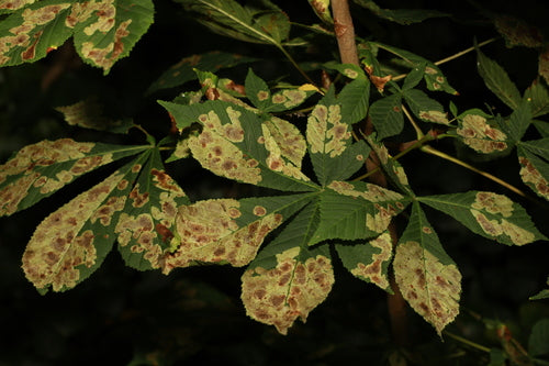 Kastanienminiermotte - Bild 5