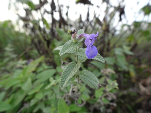 Katzenminze - Bild 4