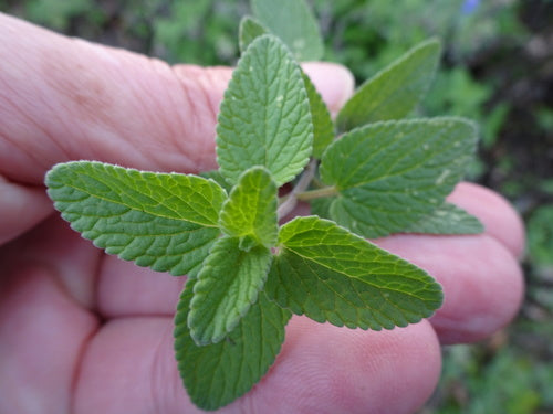 Katzenminze - Bild 6