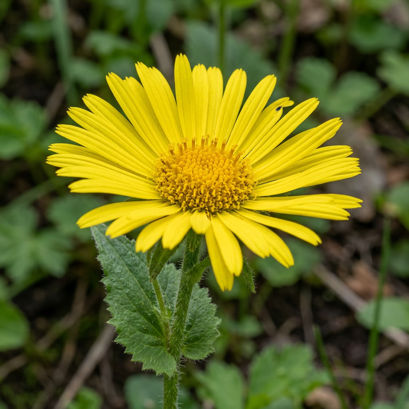 Kaukasus-Gämswurz (Doronicum orientale), KI-Illustration