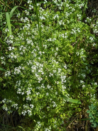 Kerbel — Bild 5 von 8