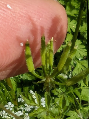 Kerbel — Bild 4 von 8