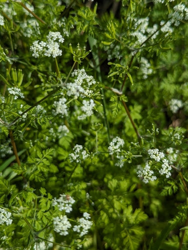 Kerbel — Bild 3 von 8