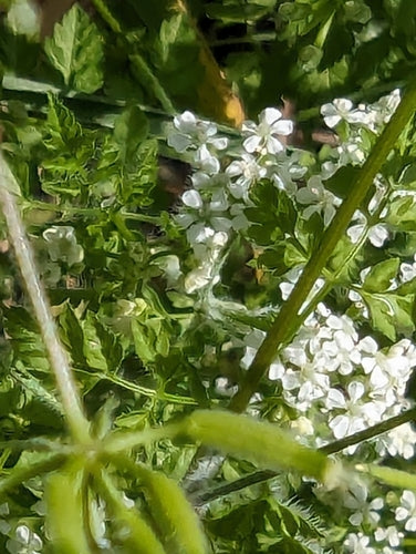 Kerbel — Bild 2 von 8