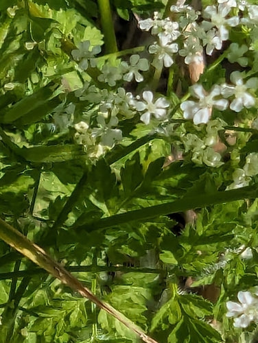 Kerbel — Bild 1 von 8