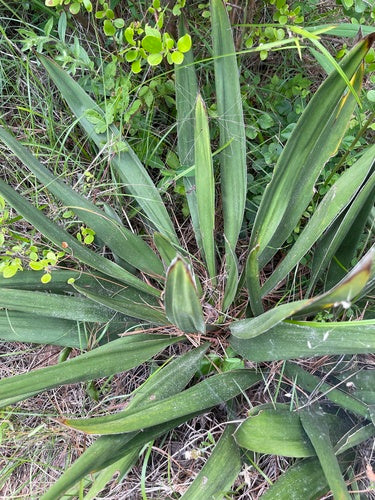 Kerzen-Palmlilie — Bild 5