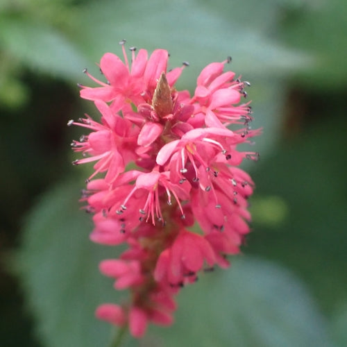 Kerzenknoeterich — Bild 3