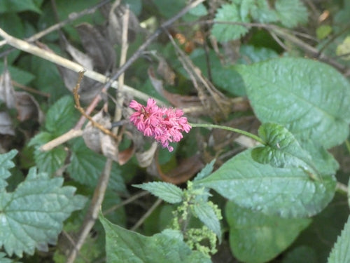Kerzenknoeterich — Bild 1