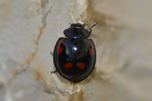 Kiefern-Kugelmarienkäfer — Bild 4 von 9