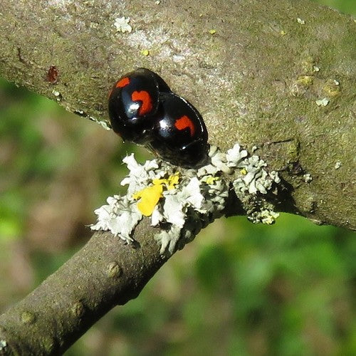 Kiefern-Kugelmarienkäfer — Bild 5 von 9