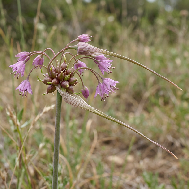 Kiel-Lauch (Allium carinatum), KI-Illustration