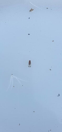 Kirschessigfliege — Bild 5