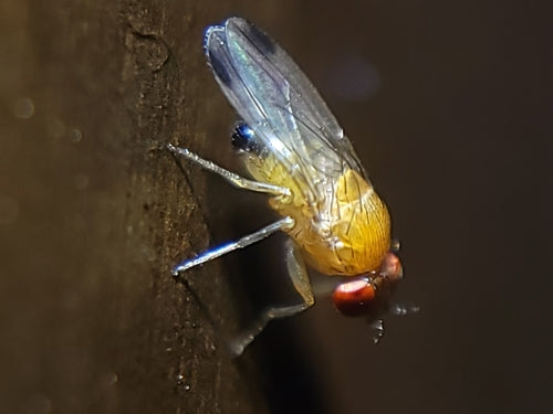 Naturaufnahme - Bild 3