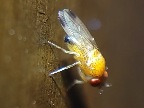 Naturaufnahme - Bild 4