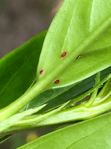 Kirschlorbeer - Bild 1