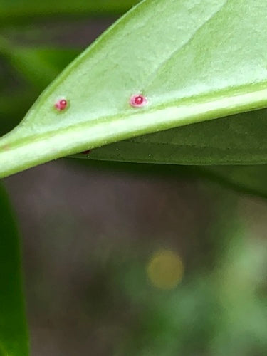 Kirschlorbeer — Bild 4