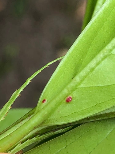 Kirschlorbeer — Bild 3