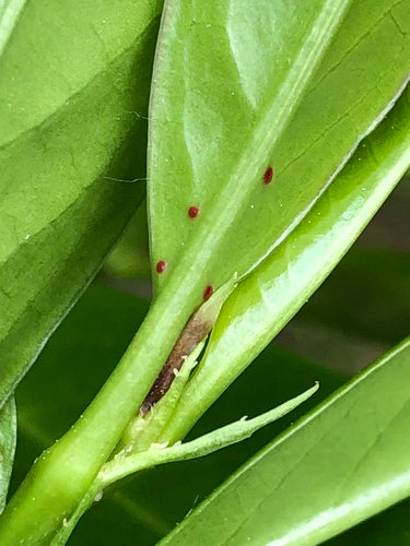 Kirschlorbeer - Bild 4