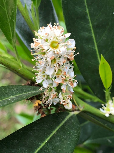 Kirschlorbeer — Bild 6