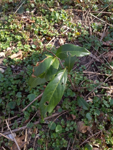 Kirschlorbeer - Bild 8