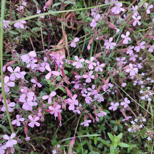Kissen-Seifenkraut — Bild 2 von 8