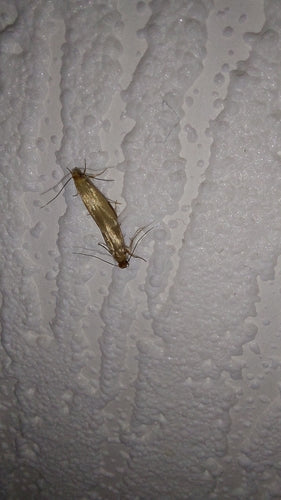 Kleidermotten - Bild 1