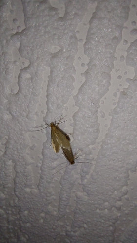 Kleidermotten - Bild 2