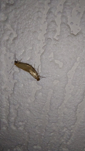 Kleidermotten - Bild 3