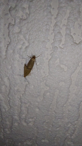 Kleidermotten - Bild 4