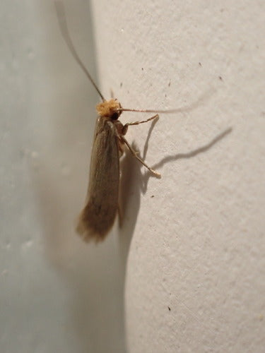 Kleidermotten - Bild 6