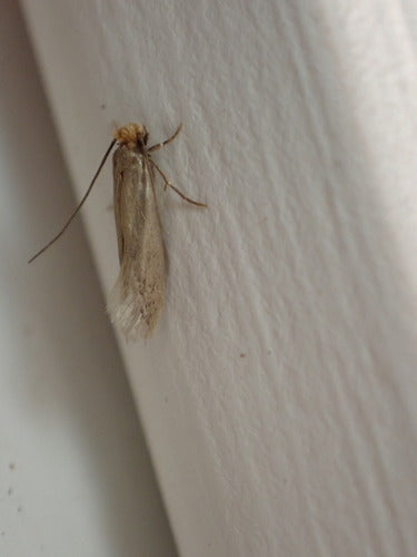 Kleidermotten - Bild 8