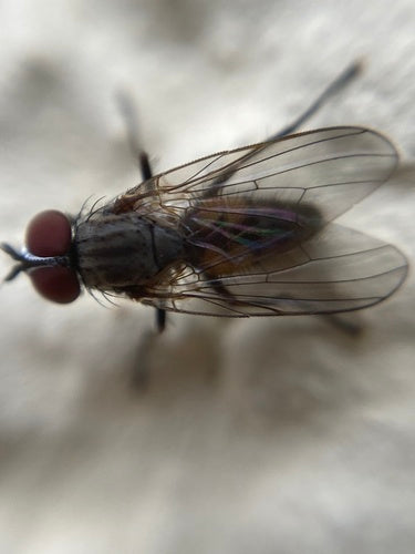 Kleine Stubenfliege — Bild 3 von 21