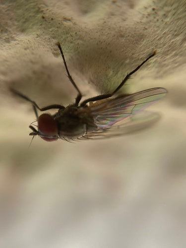 Kleine Stubenfliege — Bild 2 von 21