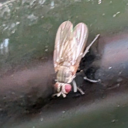 Kleine Stubenfliege — Bild 4 von 21