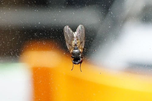 Kleine Stubenfliege — Bild 5