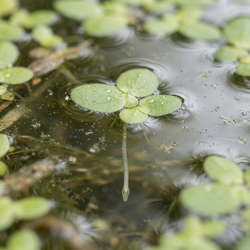 Kleine Wasserlinse (Lemna minor), KI-Illustration