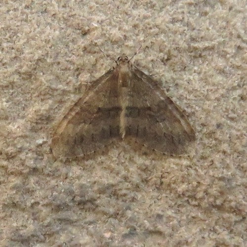Kleiner Frostspanner — Bild 4