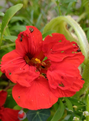 Kleiner gestreifter Kohlerdfloh — Bild 2