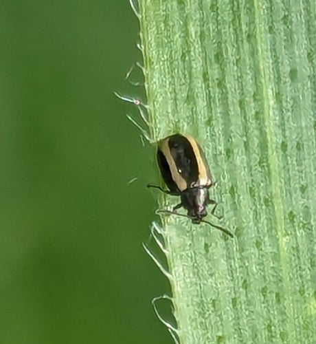 Kleiner gestreifter Kohlerdfloh — Bild 4