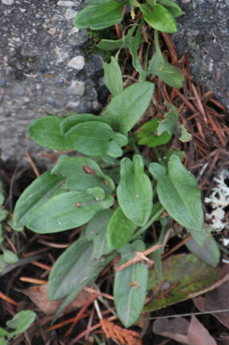 Kleiner Sauerampfer — Bild 3