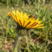 Blüte von Kleines Habichtskraut (Hieracium pilosella) in Nahaufnahme (KI-generiert)