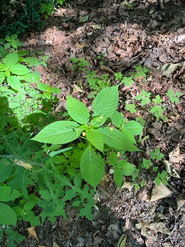 Kleines Springkraut — Bild 4 von 10