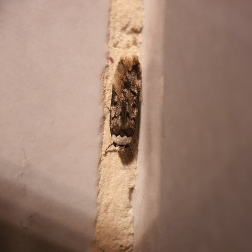 Kleistermotte — Bild 5