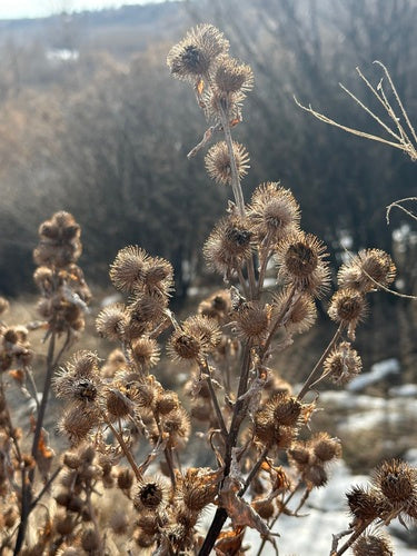 Klette — Bild 5