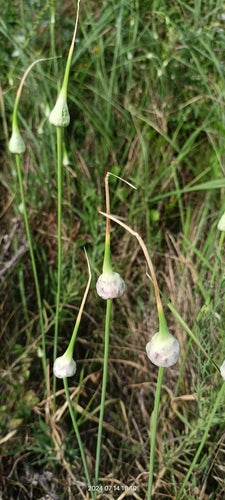 Knoblauch — Bild 5