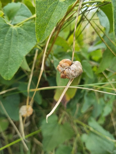 Naturaufnahme - Bild 5